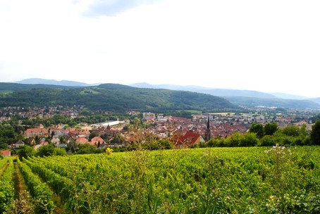 Le village de Mutzig, sur la route des vins d'alsace, depuis son vignoble