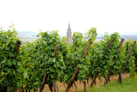 Dambach la ville, un village viticole sur la route des vins d'alsace