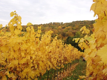 Vignoble de Dorlisheim  l'automne