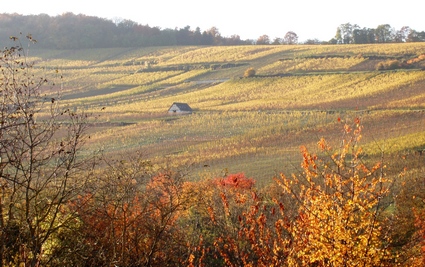  Vignoble de Dorlisheim  l'automne,