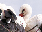 Cigognes au nid - Photo Brigitte ROMAN