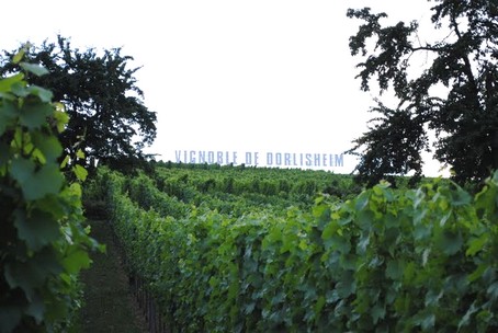 puis le vignoble de Dorlisheim