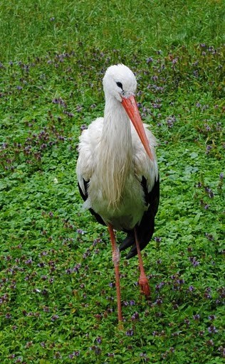 Cigogne au parc d'Hunawihr