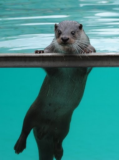 Loutre au parc d'Hunawihr