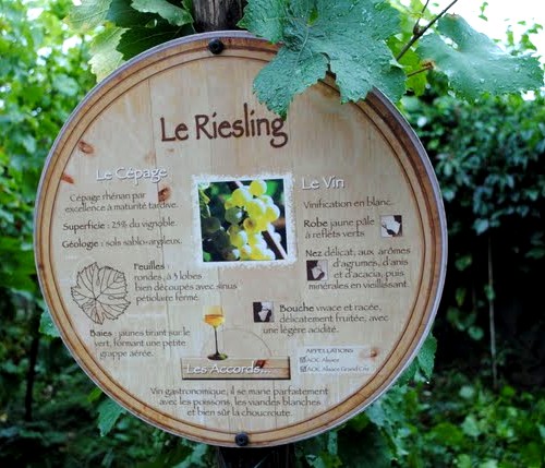 Pour mieux connatre les vins d'alsace: Le Riesling