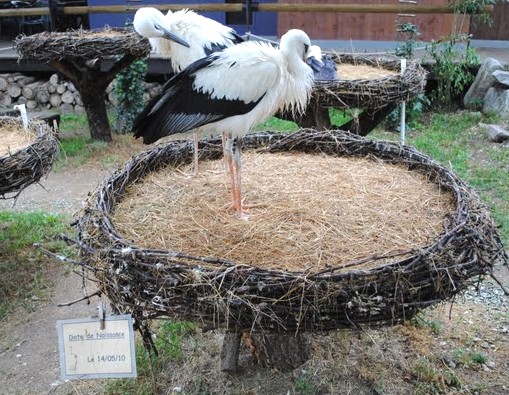 Cigogneaux de deux mois au parc d'Hunawihr