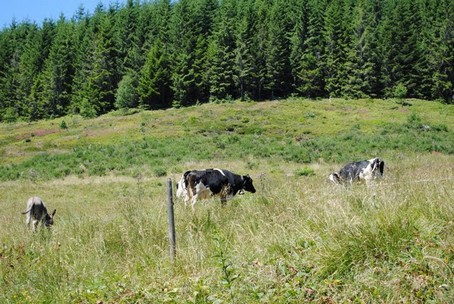 Le long de la route des crtes, des paturages d'altitude