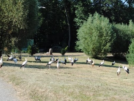 Le parc  cigognes de Soultz