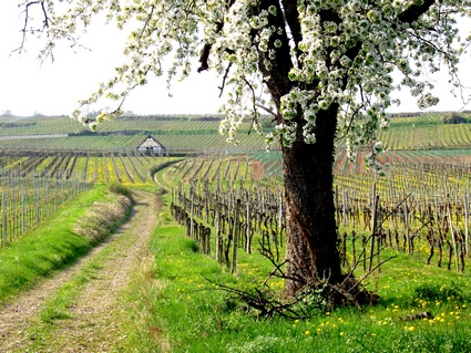 Vignoble de Dorlisheim au printemps