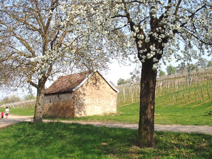 Vignoble de Dorlisheim au printemps