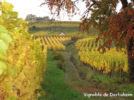 Dorlisheim: son vignoble tout près du gîte