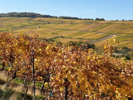 Dorlisheim: son vignoble  10 min a pied du gte