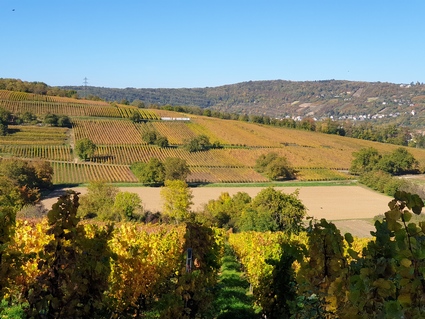 Dorlisheim: son vignoble  10 min a pied du gte