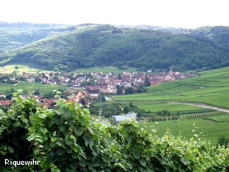 Riquewihr, au milieu des vignes