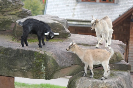 Renchtalhtte sur les hauts de Bad Peterstal