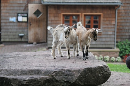 Renchtalhtte sur les hauts de Bad Peterstal