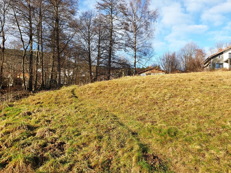 Terrain à vendre à Gérardmer - les arbres du coté nord de la parcelle