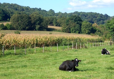 Autour de Mutzig, parc  vaches - Gites Alsace