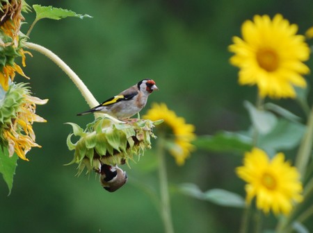 Chardonnerets sur les tournesols devant le "Gite en Alsace"  Mutzig