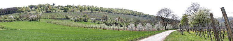 Panorama du vignoble de Dorlisheim au printemps