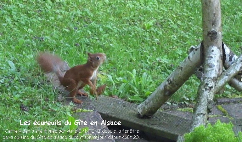 Les ecureuils du Gite en Alsace
